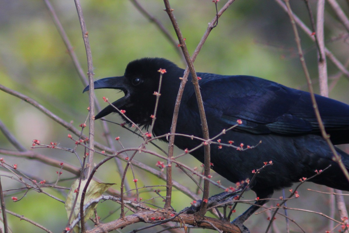 Corbeau à gros bec - ML646035473