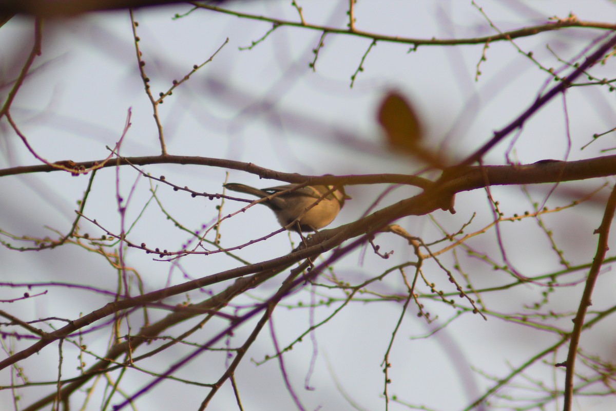 Mésange d'Asie - ML646035475