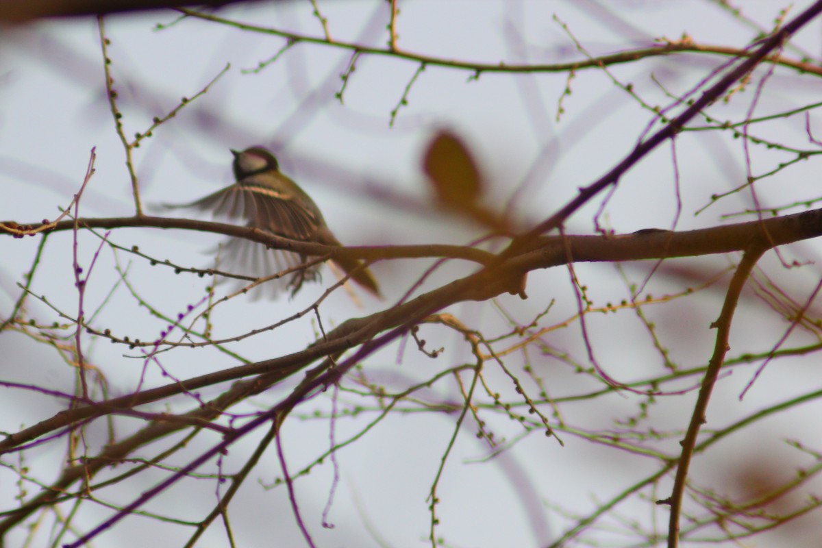 Mésange d'Asie - ML646035476