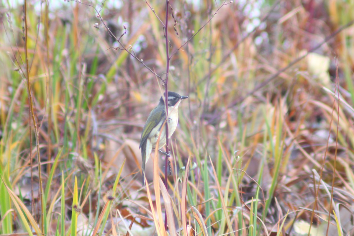 Bulbul de Chine - ML646035477