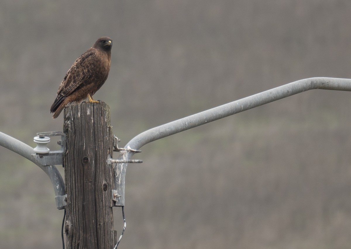 Buse à queue rousse - ML646035478