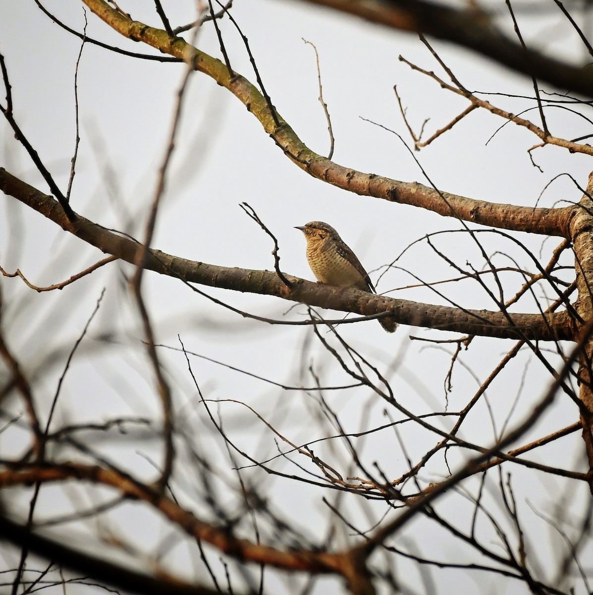 Torcol fourmilier - ML646035479