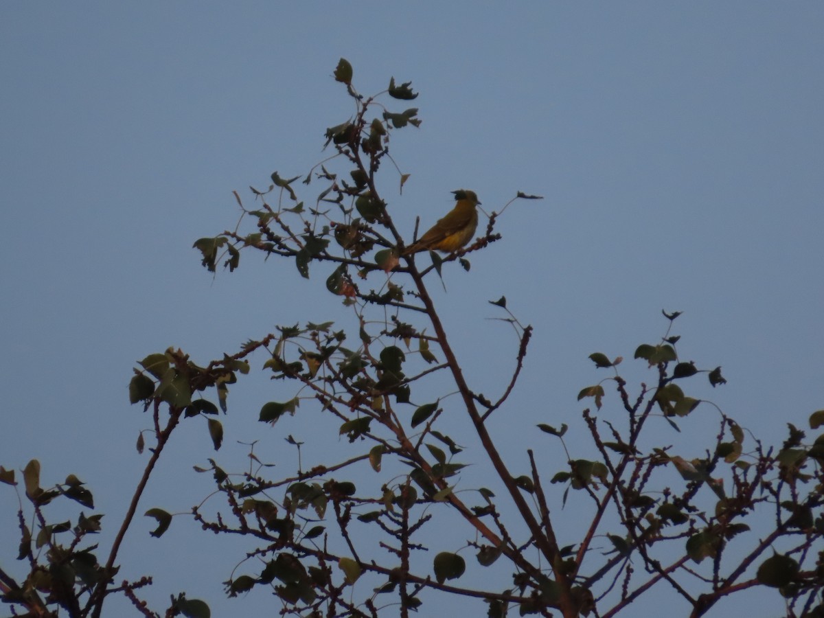 Loriot indien - ML646035480