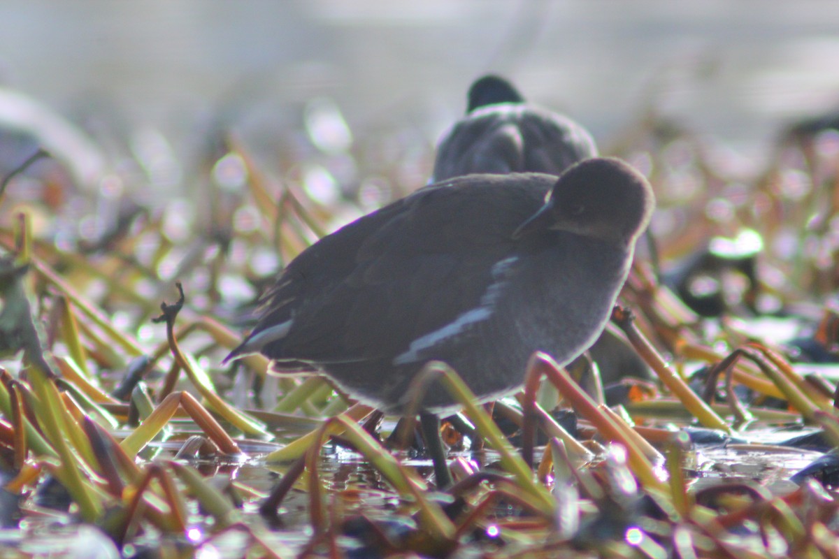 Gallinule poule-d'eau - ML646035481