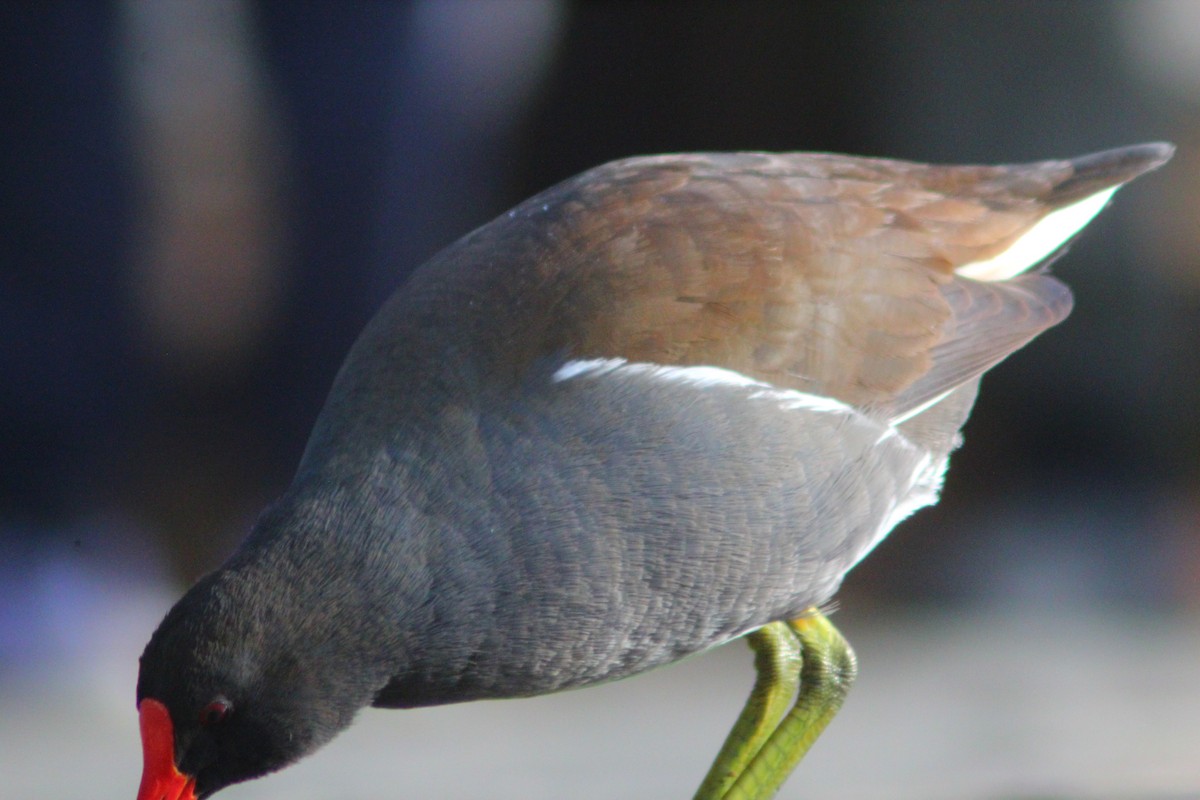Gallinule poule-d'eau - ML646035482