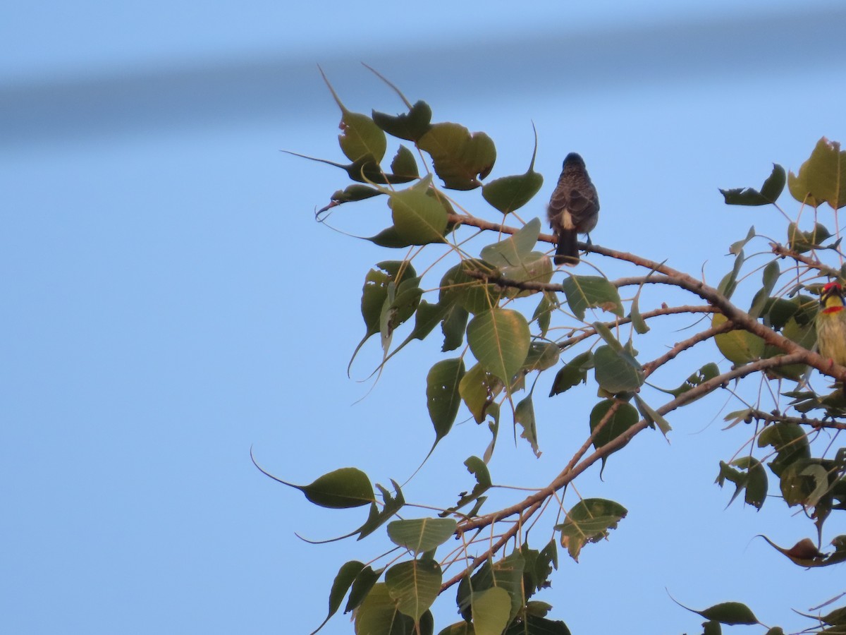 Bulbul à ventre rouge - ML646035483