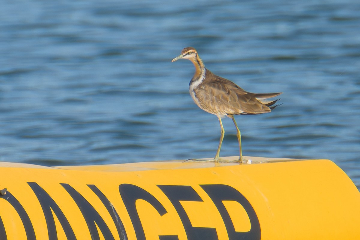 Jacana à longue queue - ML646035484