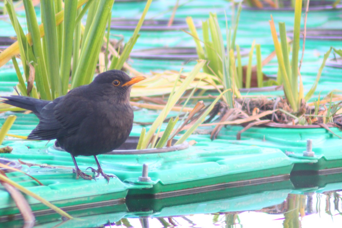 Chinese Blackbird - ML646035485