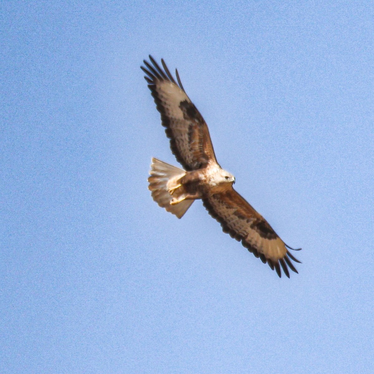 káně bělochvostá - ML646035491