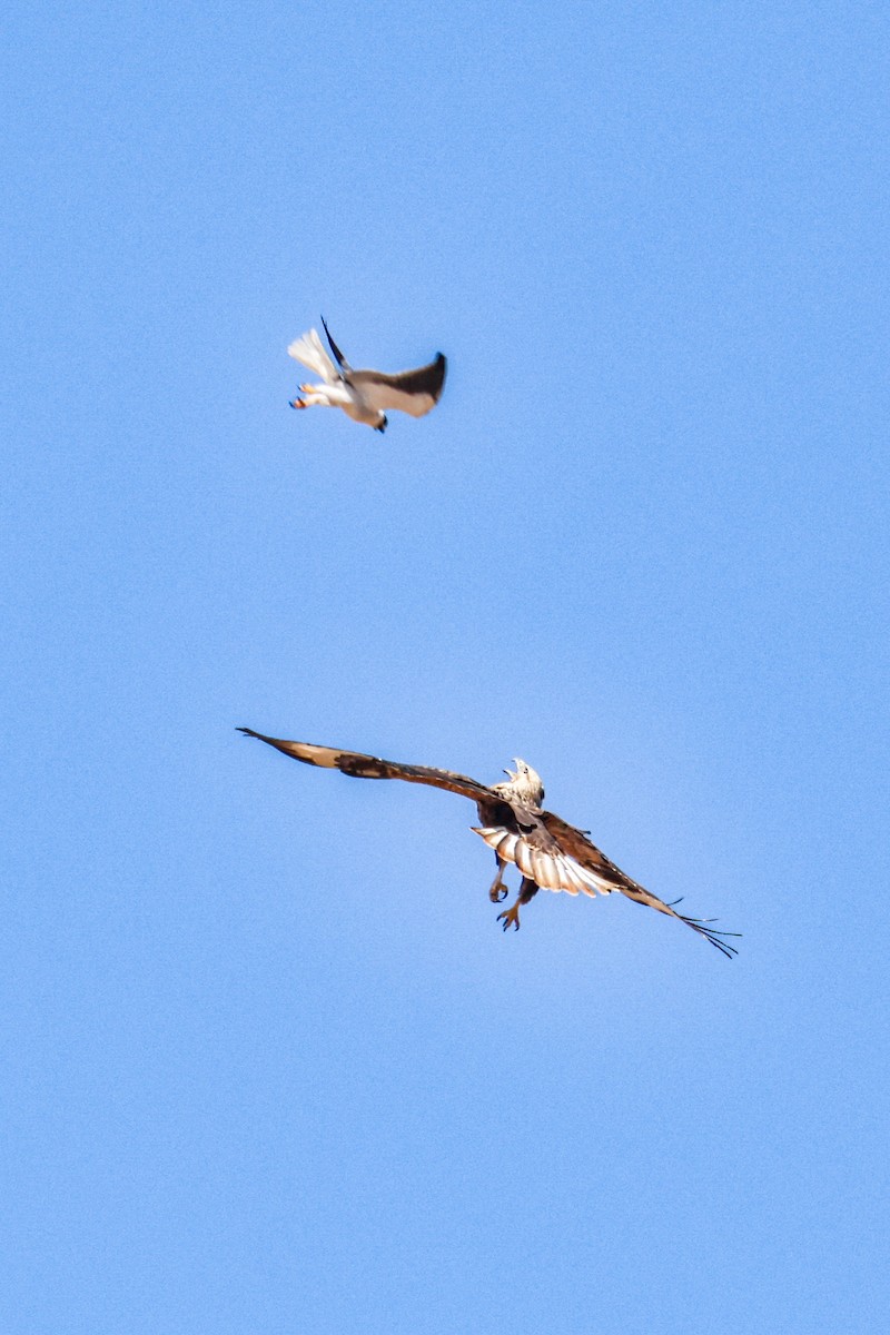 káně bělochvostá - ML646035492