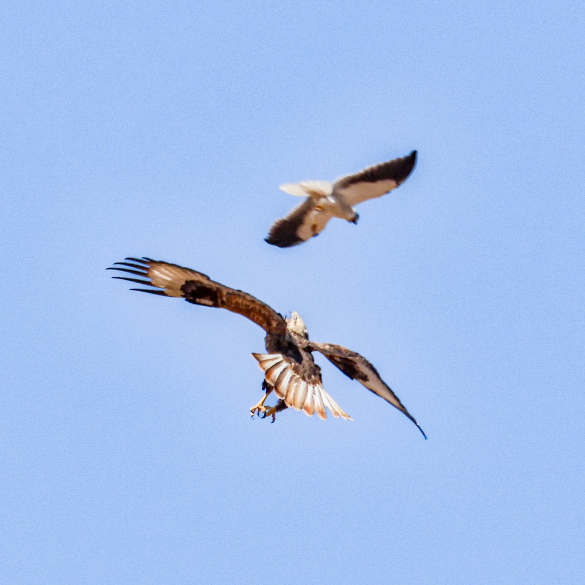 káně bělochvostá - ML646035495