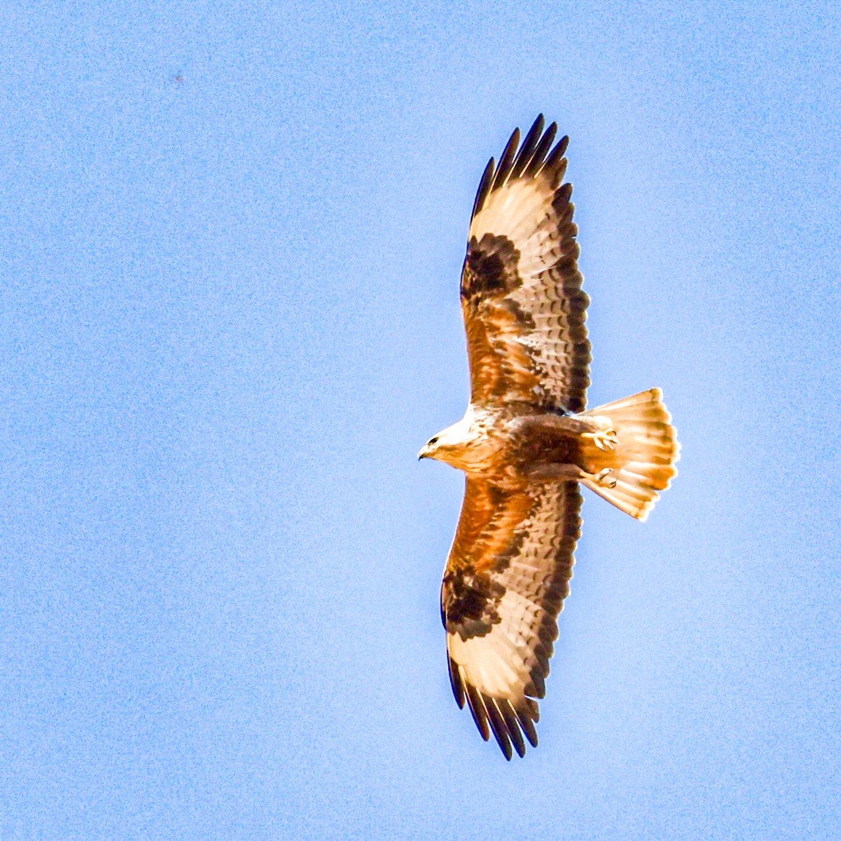 káně bělochvostá - ML646035496