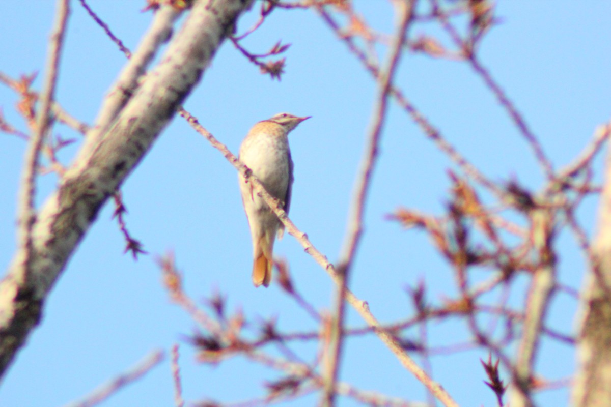 Red-throated Thrush - ML646035499