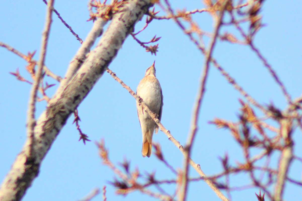 Red-throated Thrush - ML646035502