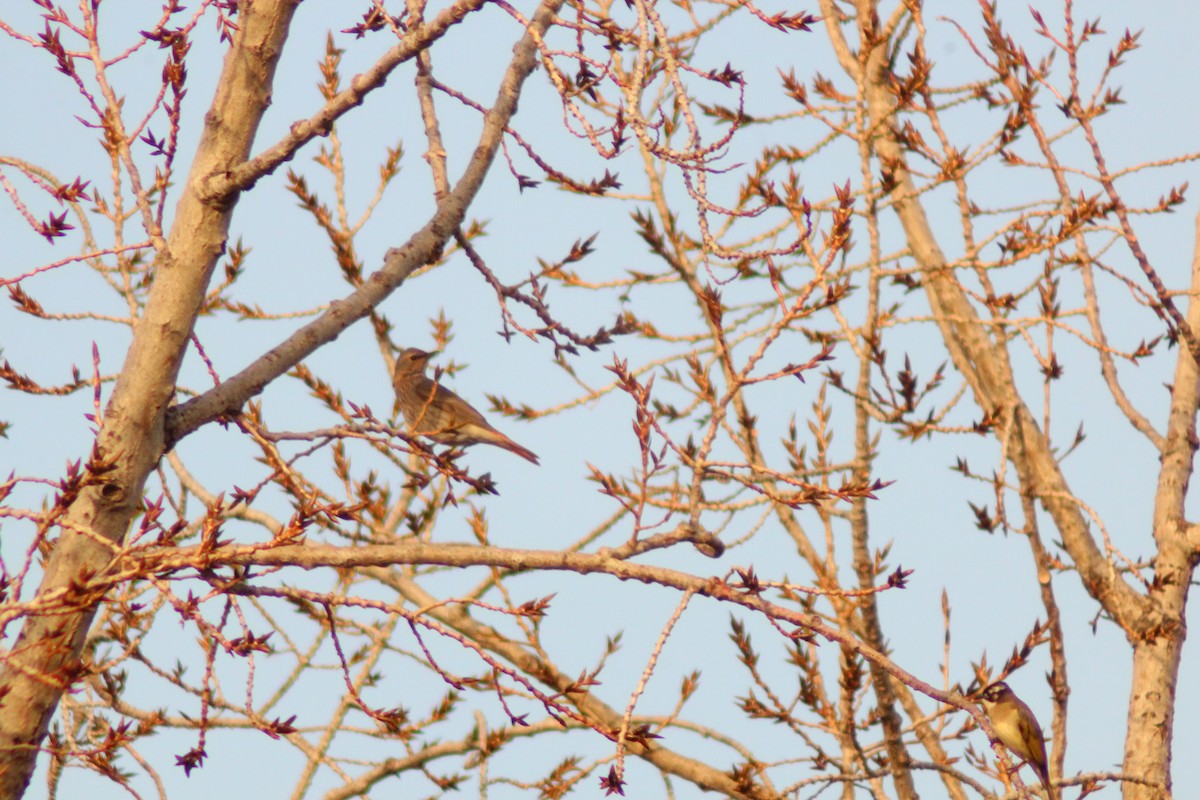 Kızıl Kanatlı Ardıç - ML646035506