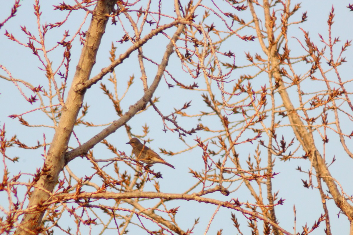 Kızıl Kanatlı Ardıç - ML646035507