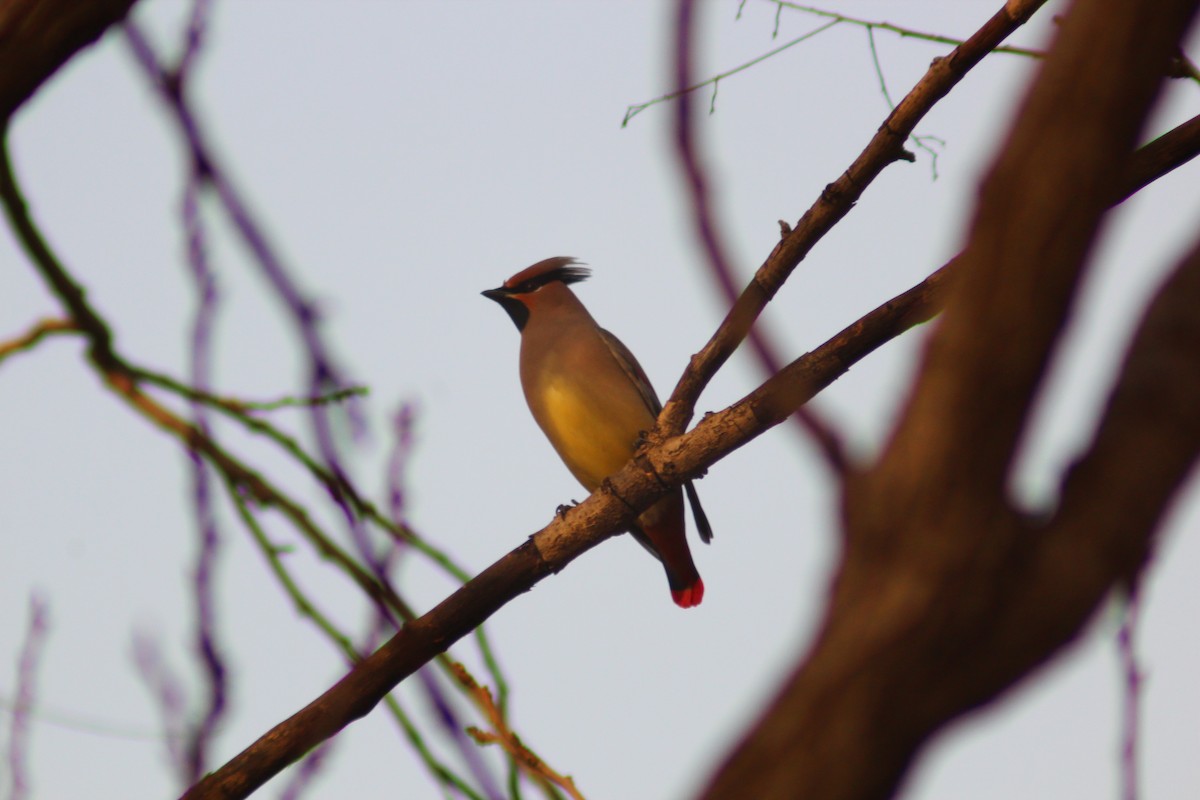Japanese Waxwing - ML646035512