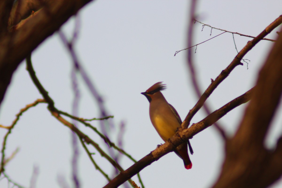 Japanese Waxwing - ML646035513