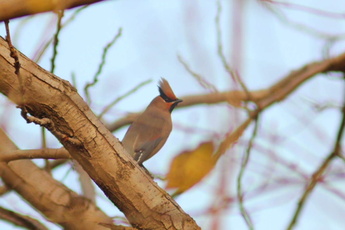 Japanese Waxwing - ML646035517