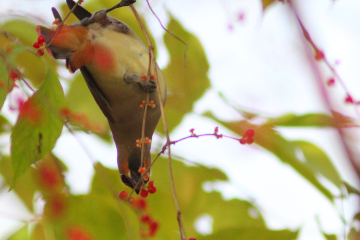 Japanese Waxwing - ML646035519