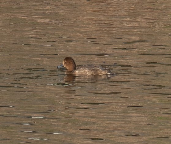 Redhead - ML646035527