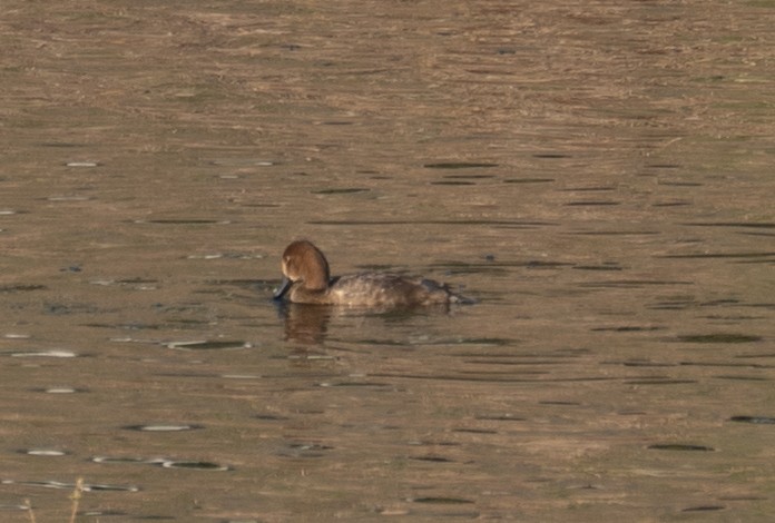 Redhead - ML646035528