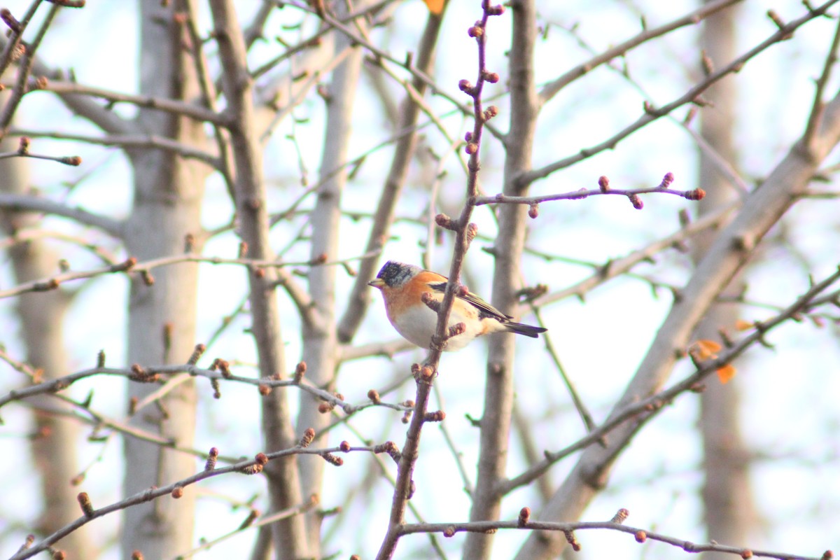 Brambling - ML646035534