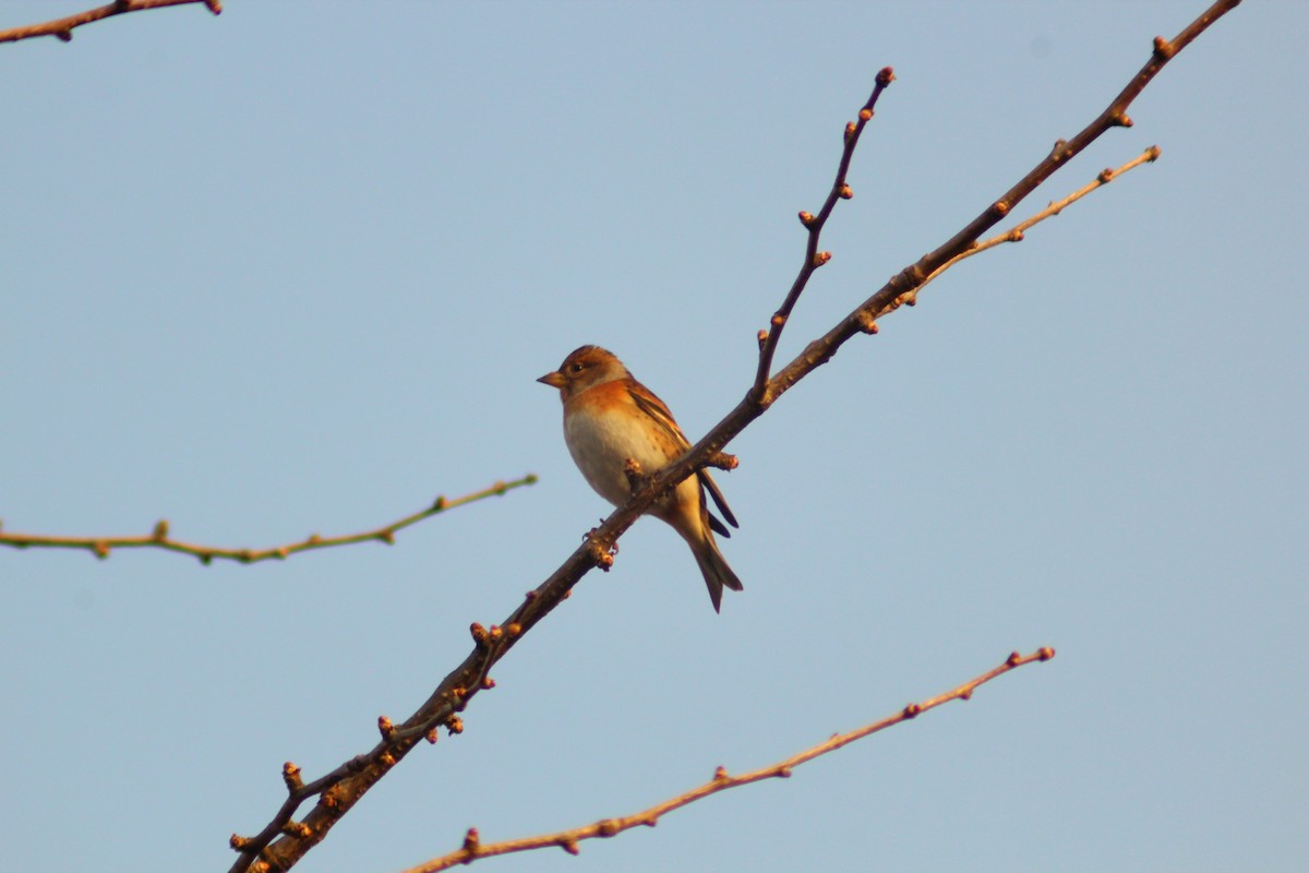 Brambling - ML646035535