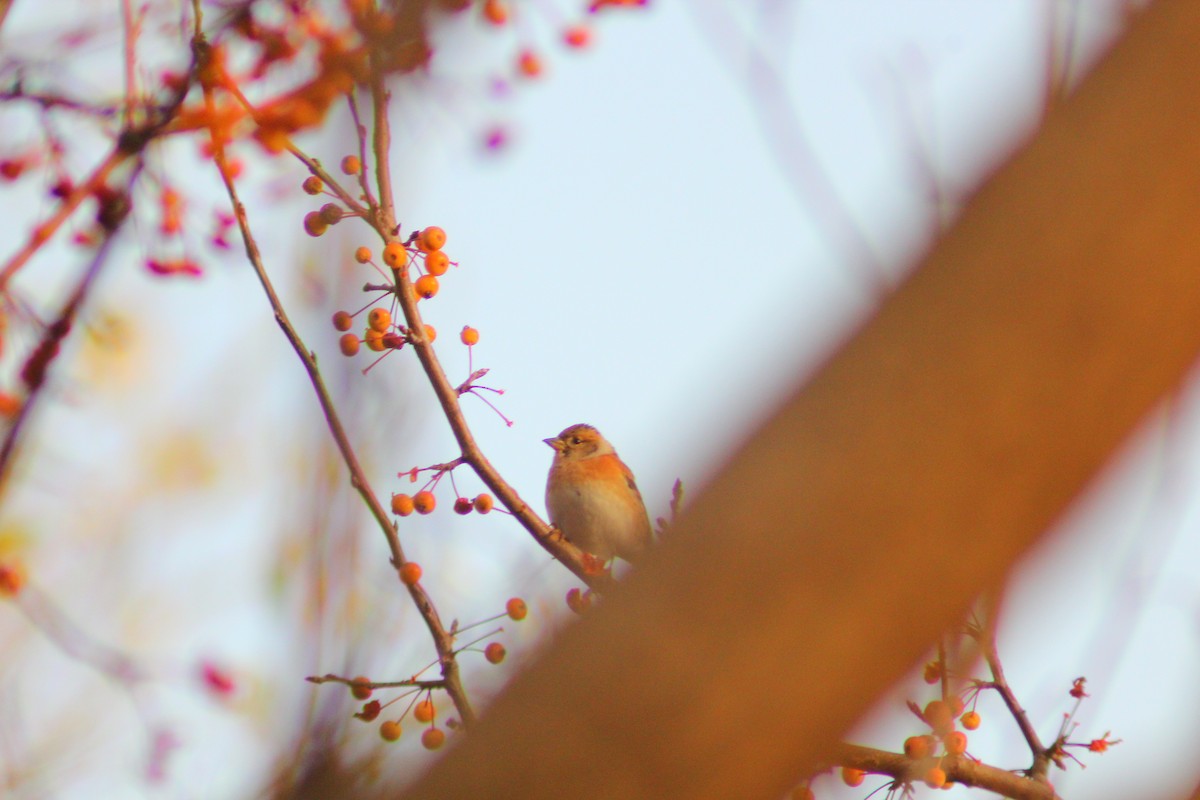 Brambling - ML646035536