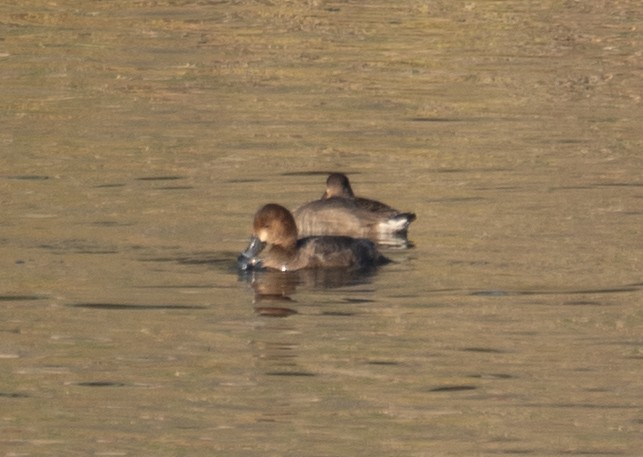 Redhead - ML646035540