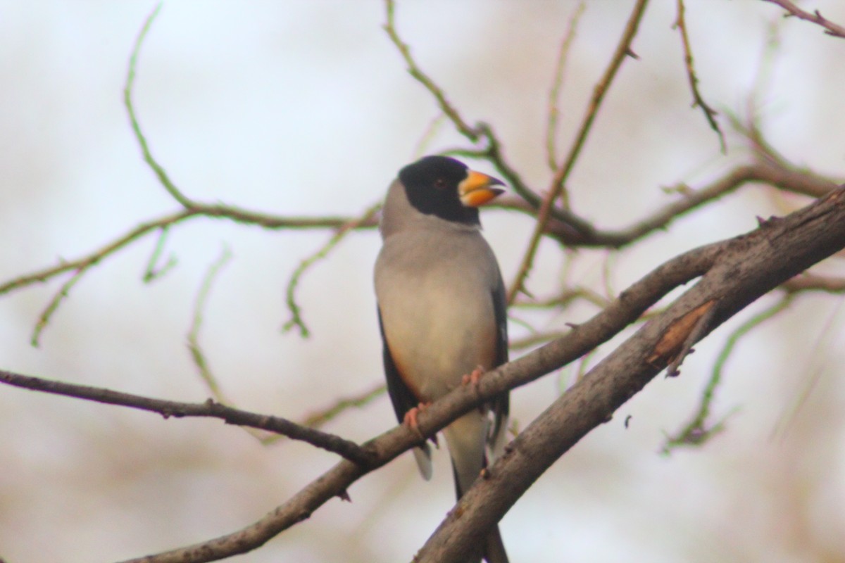 Yellow-billed Grosbeak - ML646035554