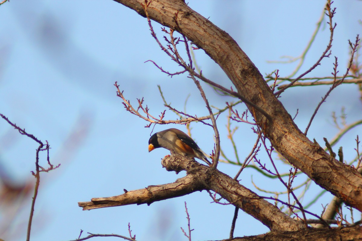 Yellow-billed Grosbeak - ML646035556