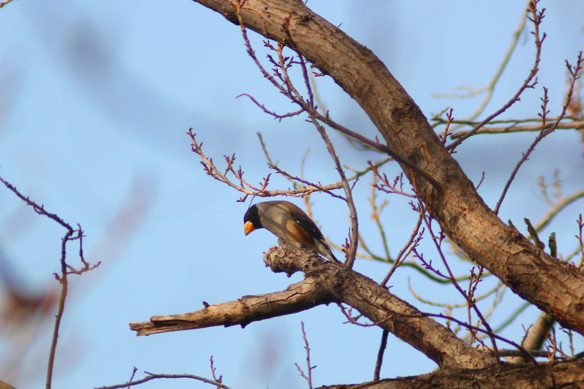 Yellow-billed Grosbeak - ML646035558