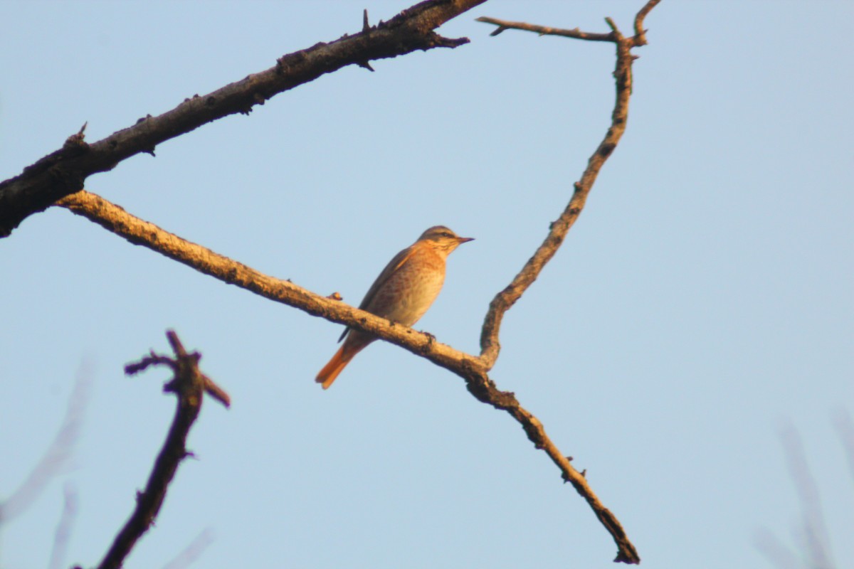 Kızıl Kanatlı Ardıç - ML646035560