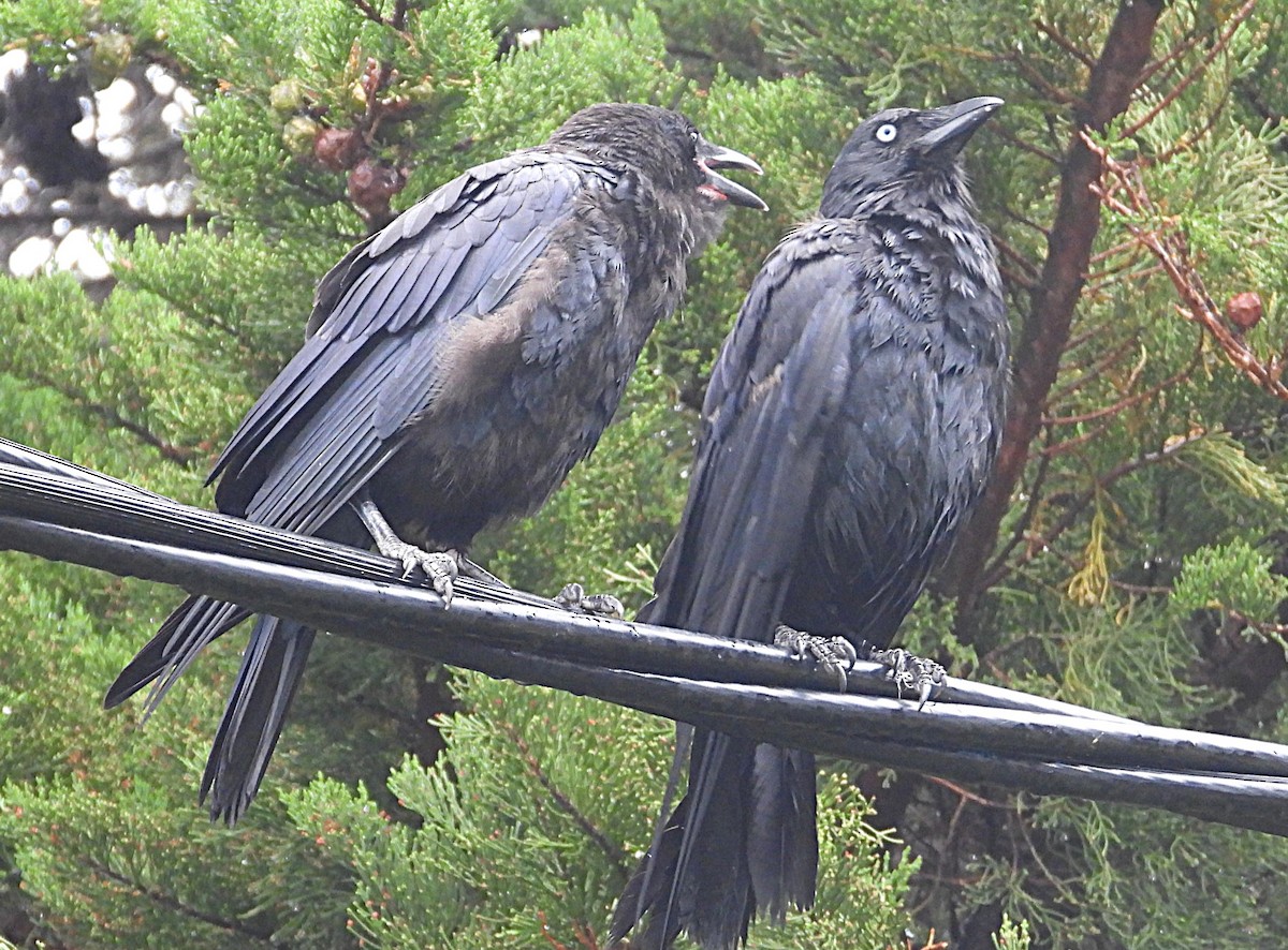 ミナミコワタリガラス - ML646035571