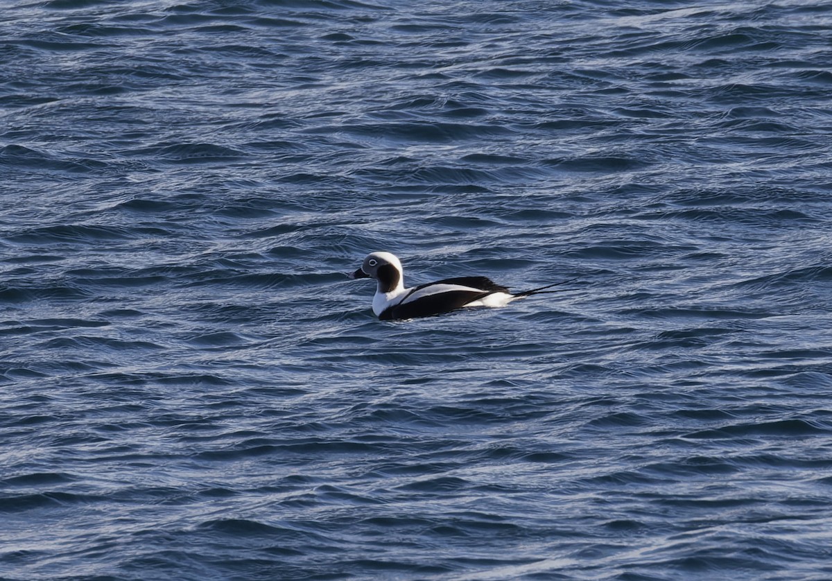 Izotz-ahatea - ML646035593