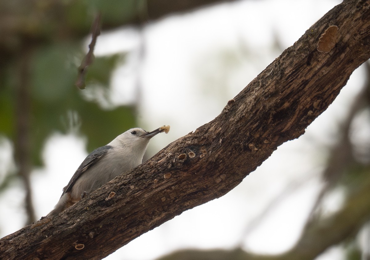 Sittelle à poitrine blanche - ML646035594