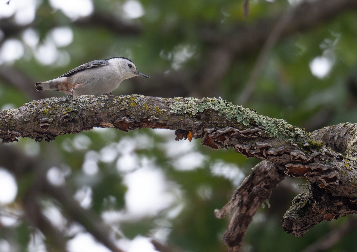Sittelle à poitrine blanche - ML646035595