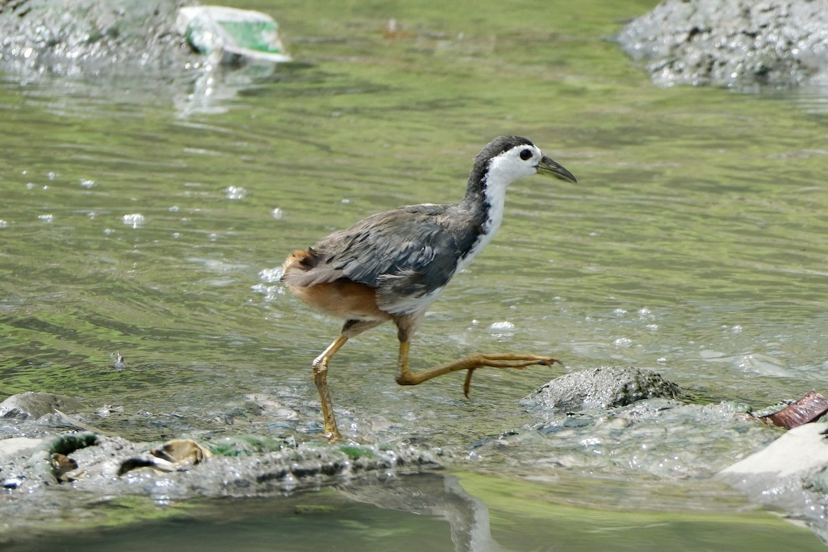 シロハラクイナ - ML646035596