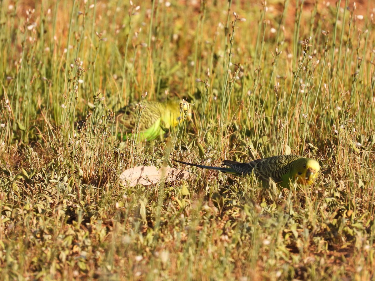 Budgerigar - ML646035598