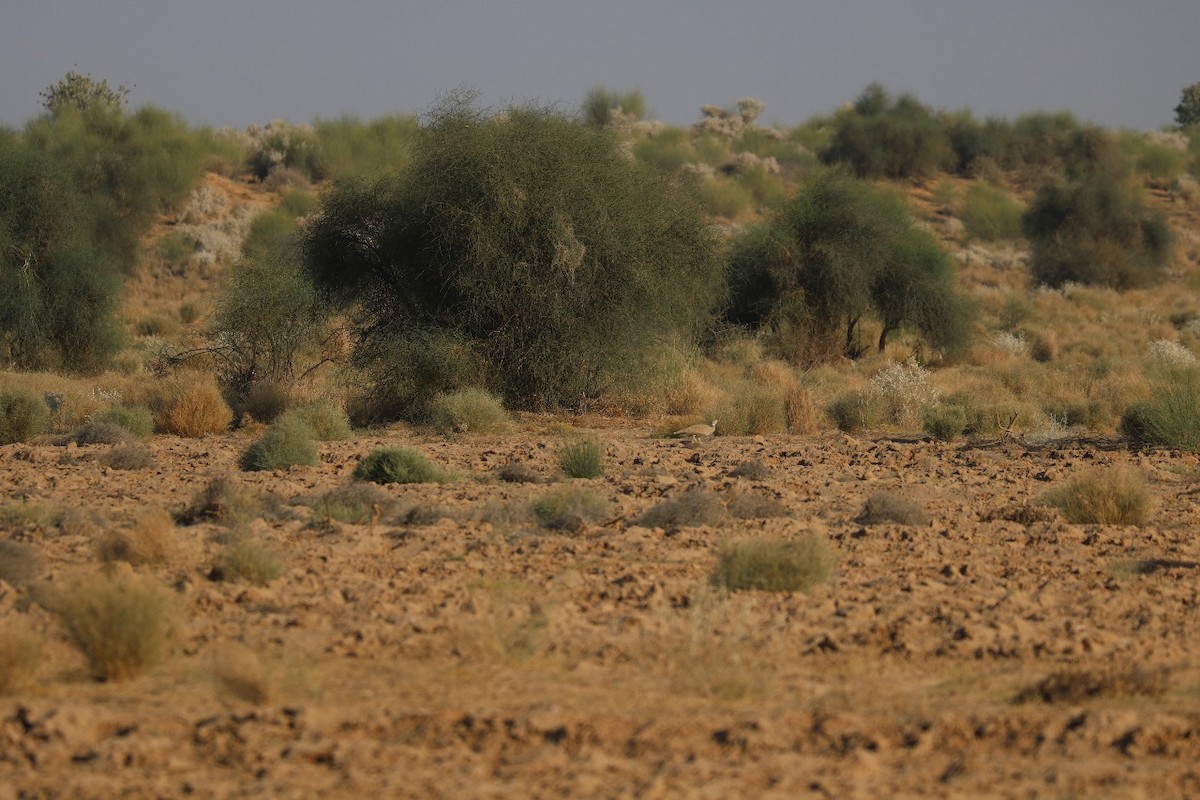 drop obojkový - ML646035606