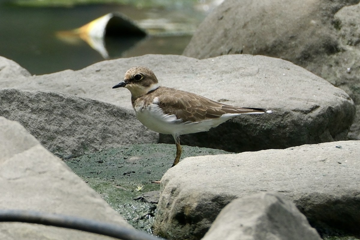 コチドリ - ML646035610