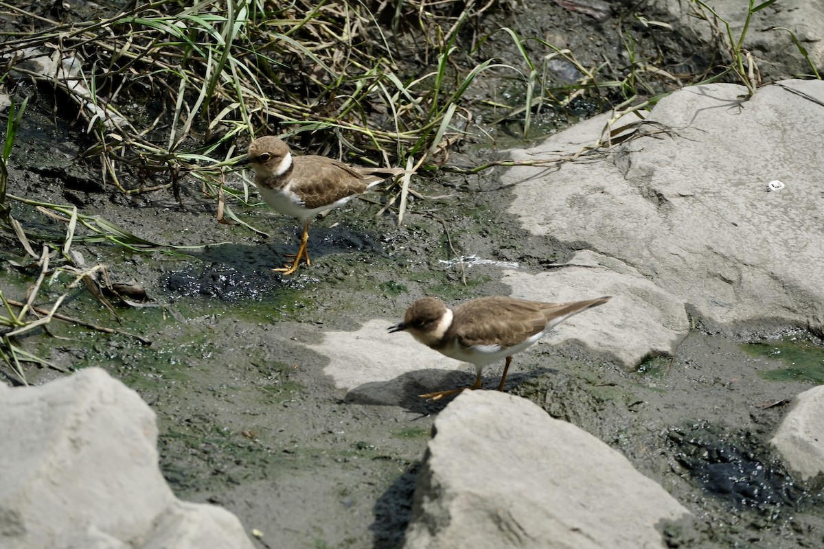 コチドリ - ML646035618