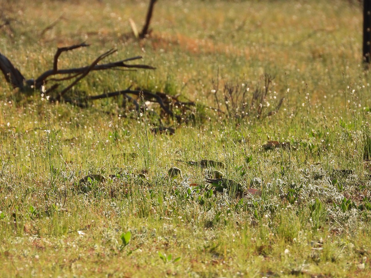 Budgerigar - ML646035619