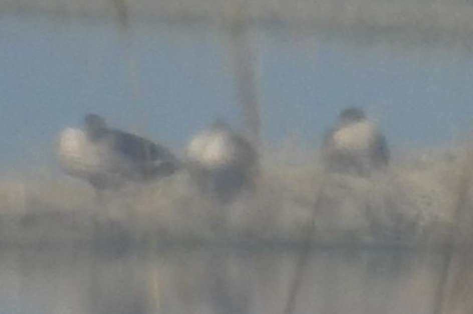 waterfowl sp. - ML646035637