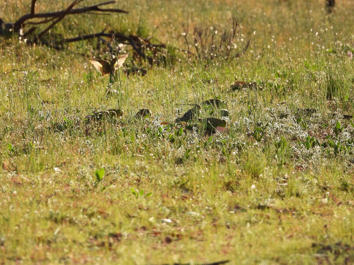 Budgerigar - ML646035638