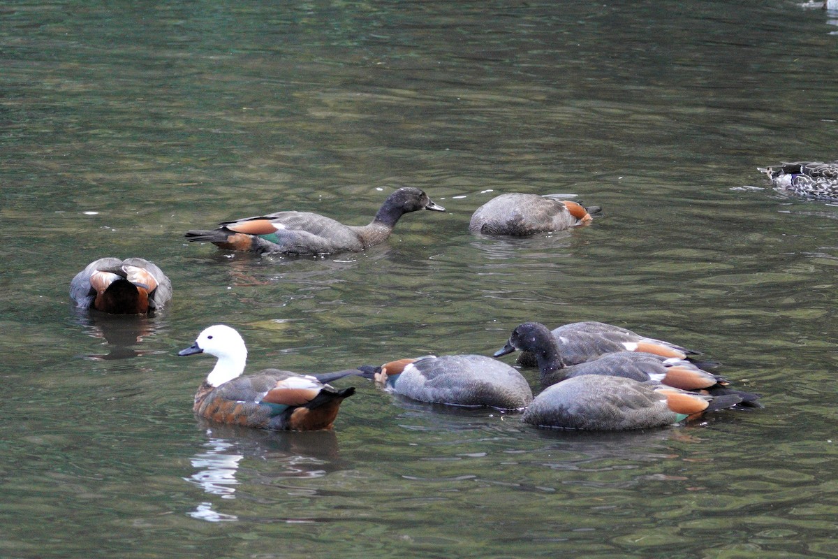 Tarro Maorí - ML646035639