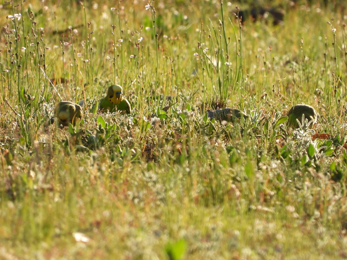 Budgerigar - ML646035640