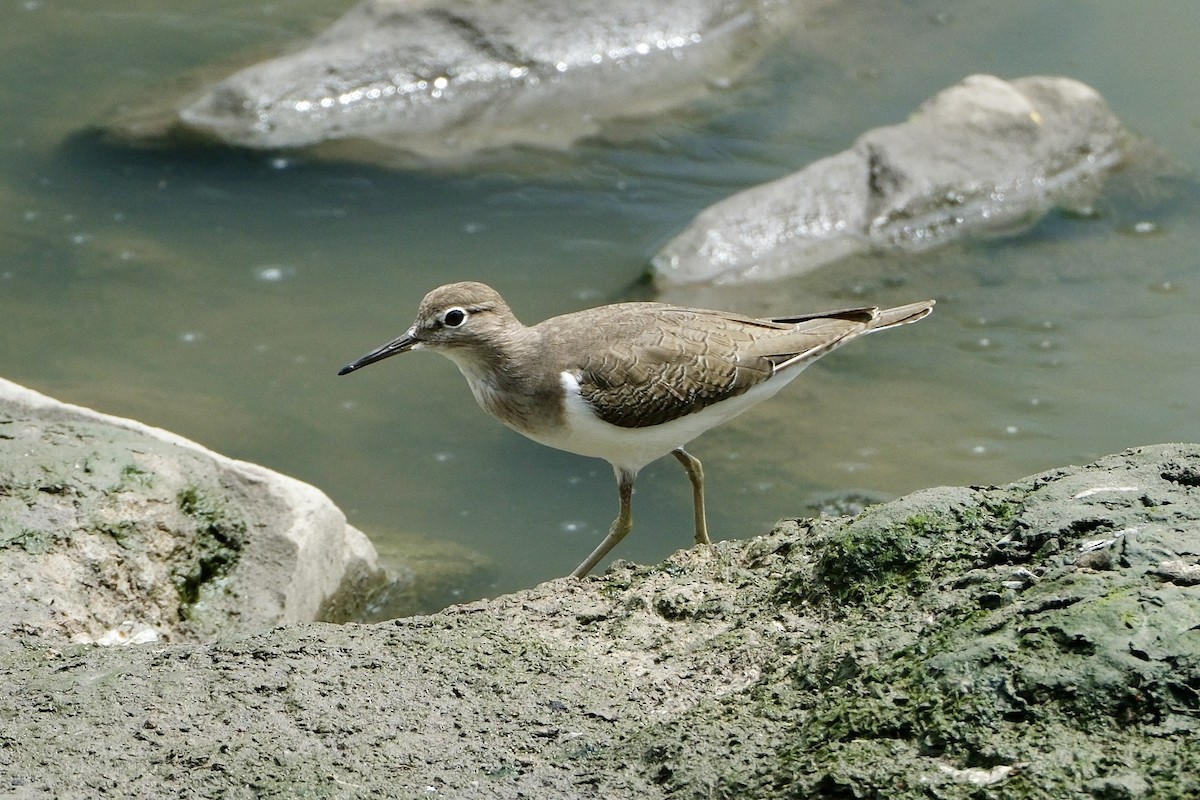 イソシギ - ML646035641