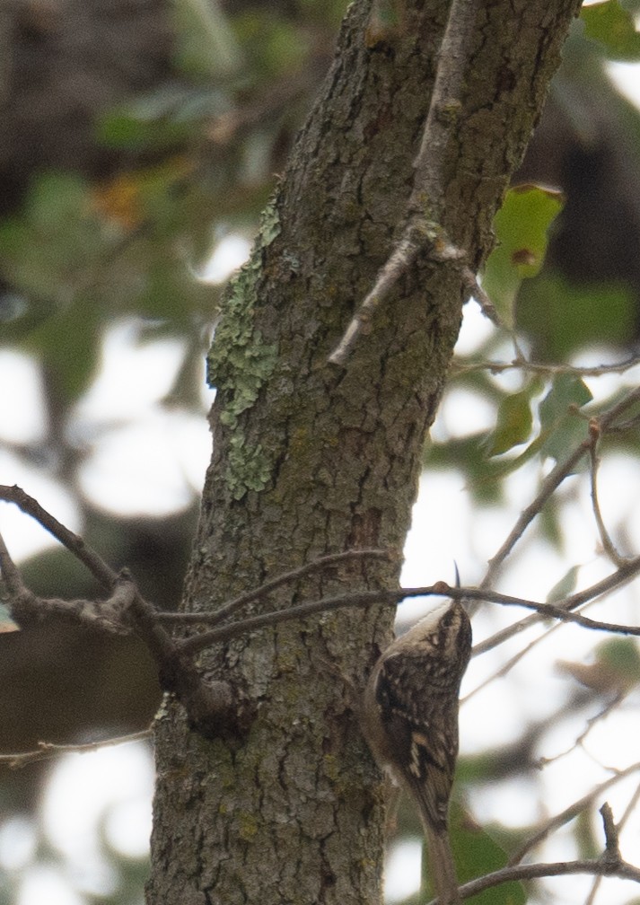 Brown Creeper - ML646035644